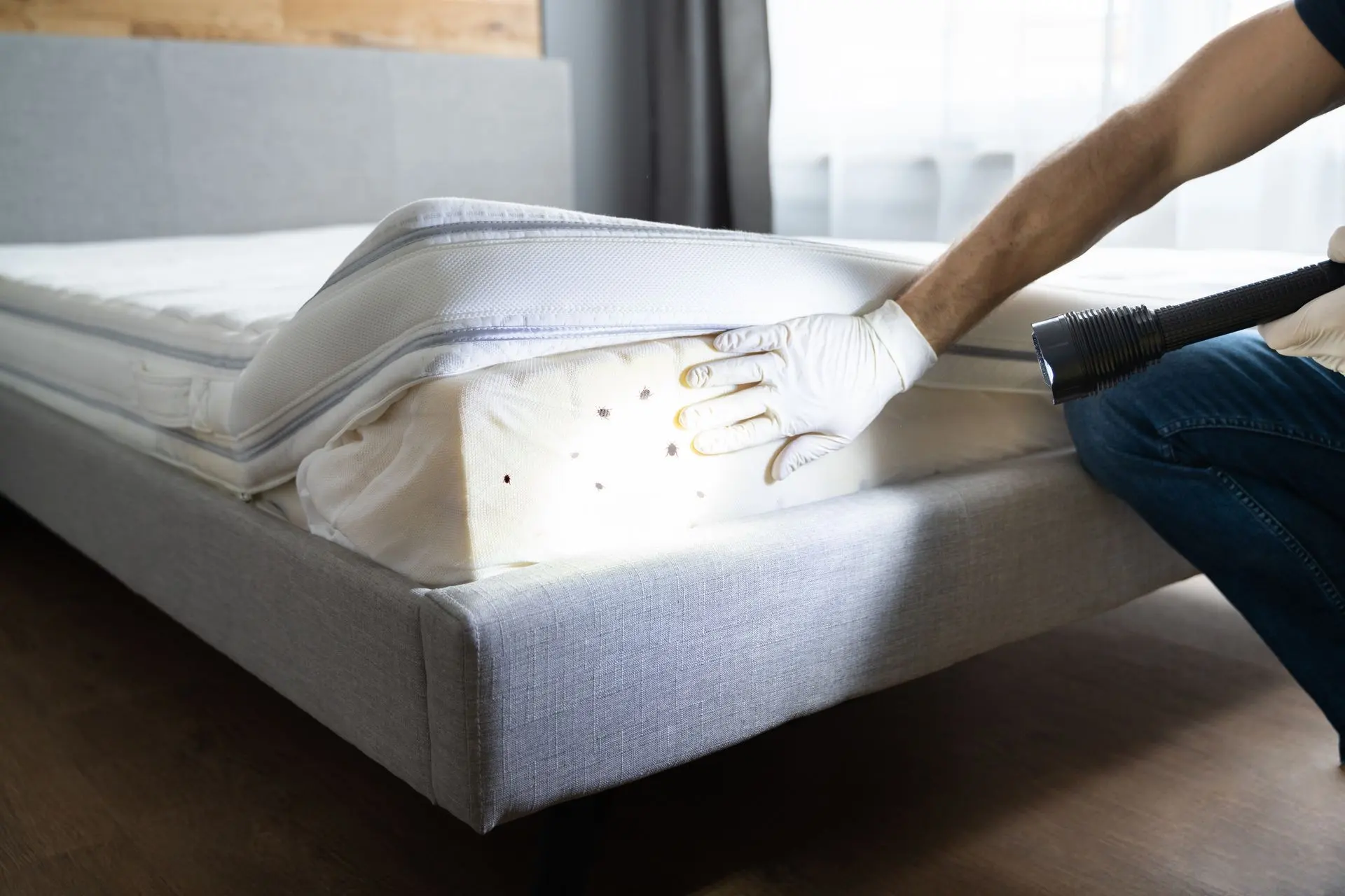 Inspector using a flashlight to reveal bed bugs along a mattress seam