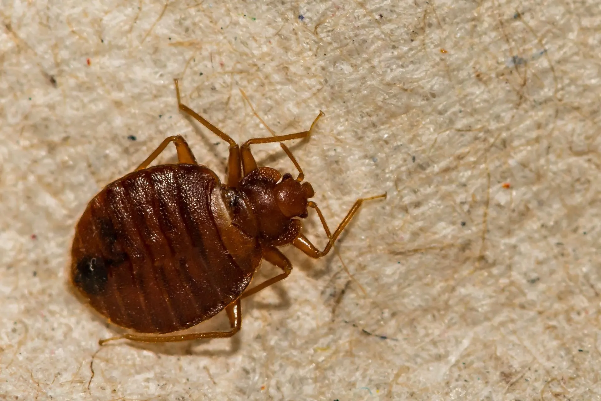 Close-up of a reddish-brown bed bug on pale fabric