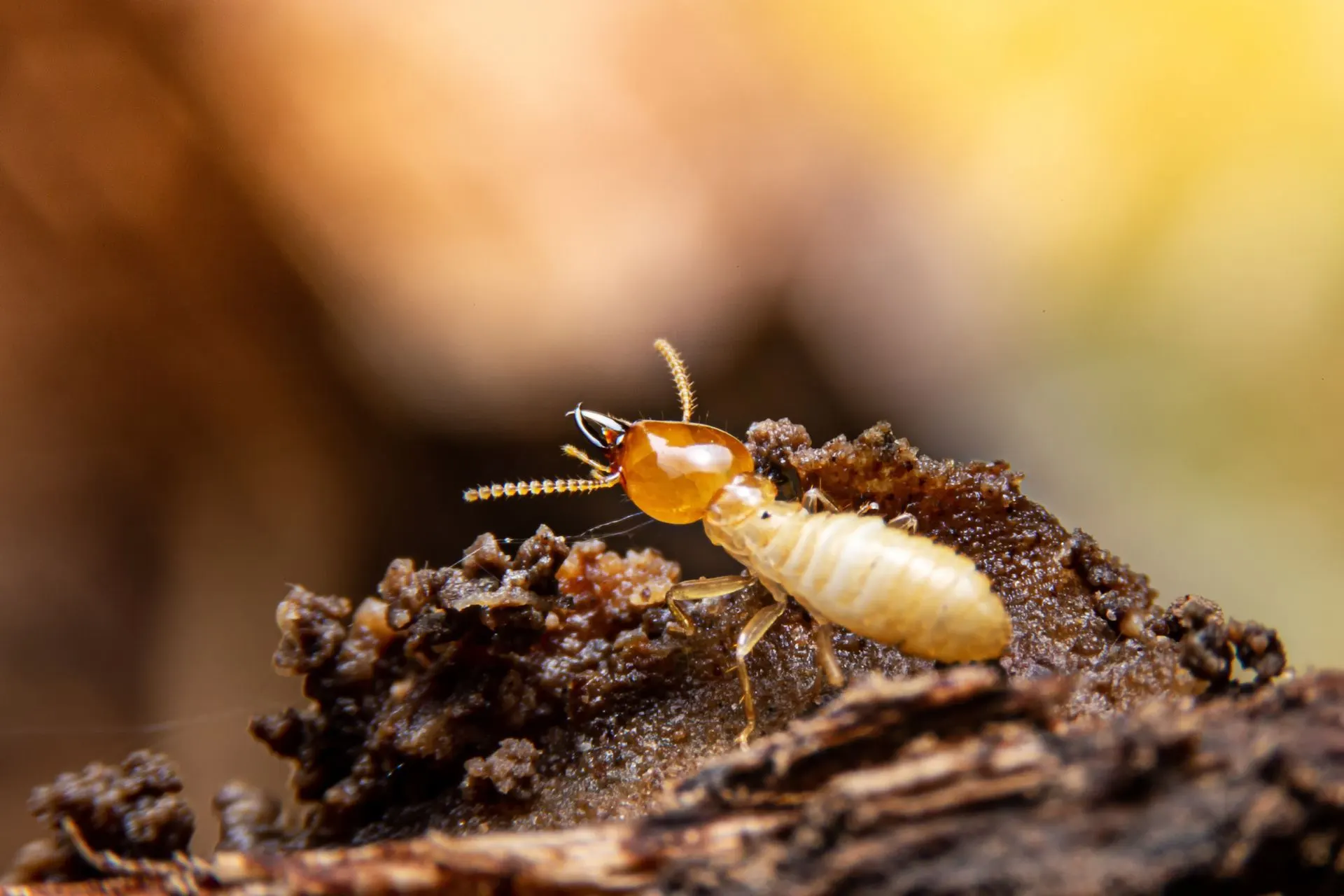Termite on decaying wood, with blurred warm background
