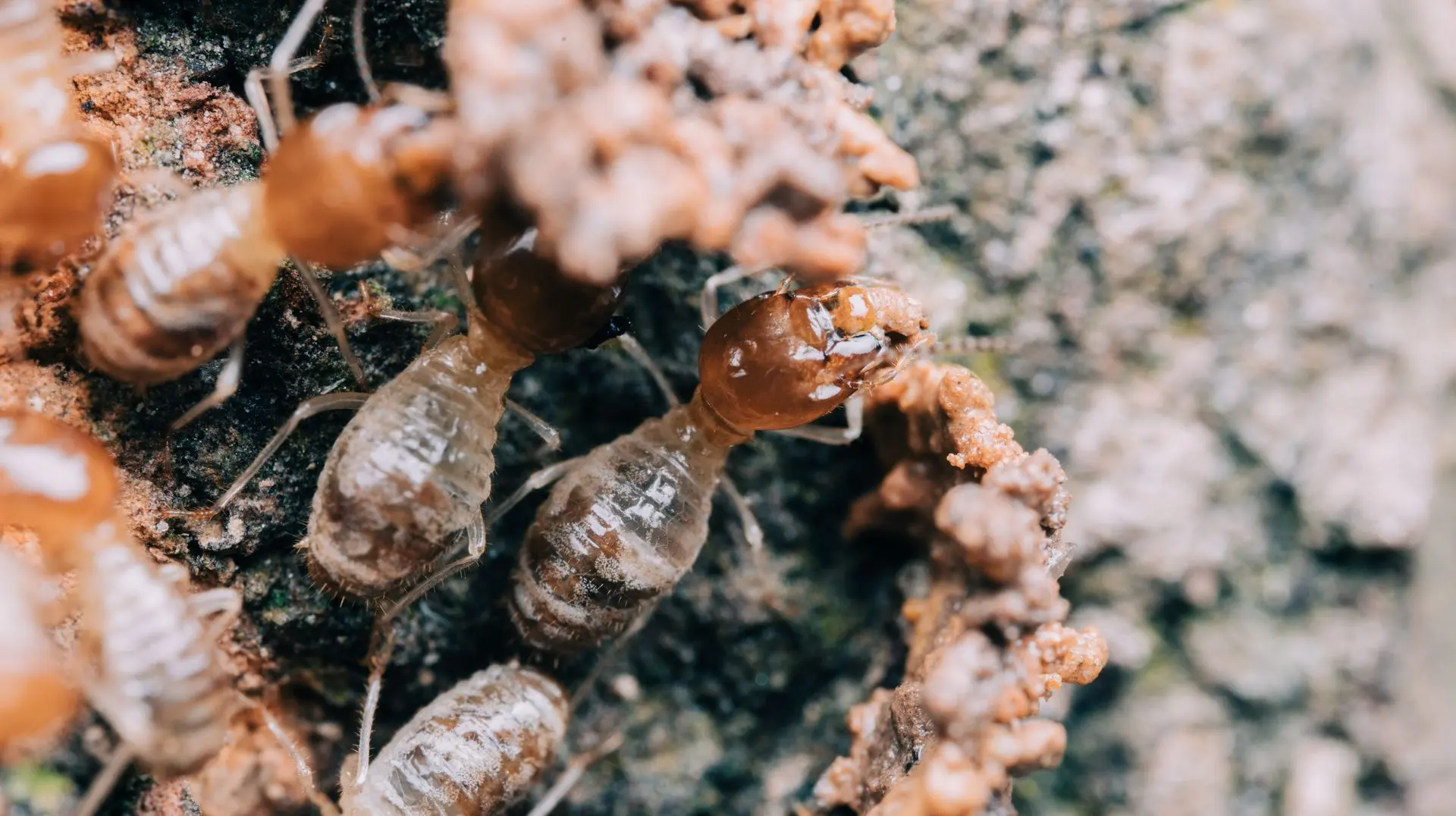 Termites in damaged structural wood